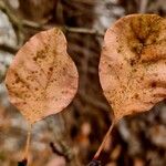 Cotinus coggygria Deilen