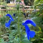 Salvia patensFlor