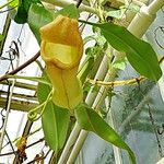 Nepenthes mirabilis Blatt