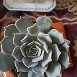 Echeveria lilacina Folio