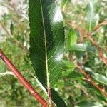 Salix daphnoides Frunză