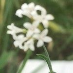 Asperula tinctoria 花