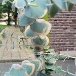 Eucalyptus pulverulenta Hostoa