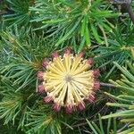 Banksia spinulosa Bloem