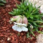 Silene zawadzkii Flower