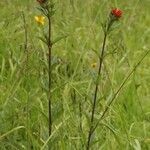 Bouvardia ternifolia Celota