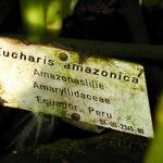Urceolina amazonica Anders