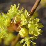 Lindera obtusiloba Flower