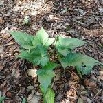 Dorstenia contrajerva Leaf