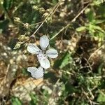 Dianthus gyspergerae Flor