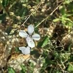 Dianthus gyspergerae 花