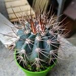 Melocactus azureus Φύλλο