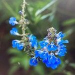 Salvia uliginosaЦвят