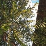 Ailanthus excelsa Foglia