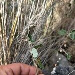 Helianthemum cinereum Leaf