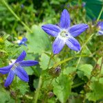 Campanula garganicaBlüte