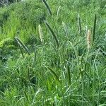 Phalaris coerulescens Плод