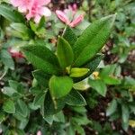 Rhododendron simsii Blad