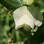 Lathyrus ochrus Flor