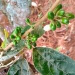 Solanum tettense Fruit