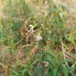 Silene tatarica Blomma