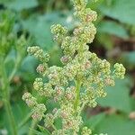 Chenopodium album 花