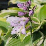 Hosta plantaginea फूल