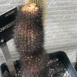 Pilosocereus chrysostele Hoja