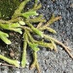 Lycopodium clavatum Leaf