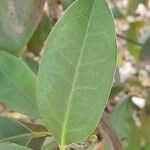 Ocotea porphyria Leaf