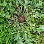 Carlina acanthifolia Blad