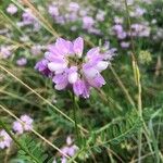 Coronilla variaKvět