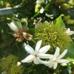 Jasminum auriculatum Flor