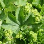 Alchemilla subcrenata Frunză