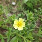 Potentilla rectaFlower