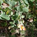 Lonicera implexa Fruit