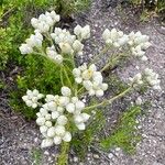 Pseudognaphalium californicum Flower