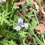 Scilla verna Flower