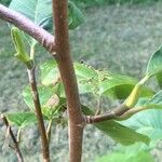 Magnolia acuminata Leaf