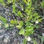 Symphoricarpos oreophilus Leaf