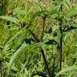 Bidens tripartita Habitatea