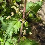 Urtica pilulifera Blatt