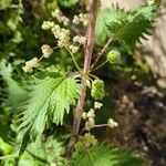 Urtica pilulifera Blad