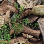 Polygonum plebeium Plante entière