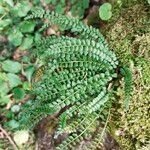 Asplenium viride Deilen