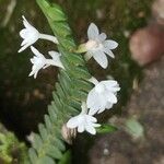 Angraecum distichum Blüte