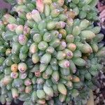 Pachyphytum compactum Hábito