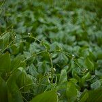 Caldesia parnassifolia Flors