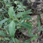 Commelina erecta Leaf