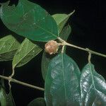 Siparuna cuspidata Fruit